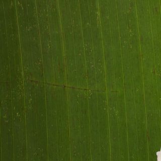 Estratto secco di foglie di Banaba